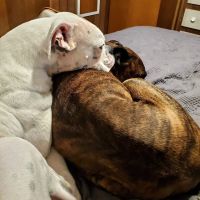 Prague Veterinary Clinic, Dr. Kolar ico