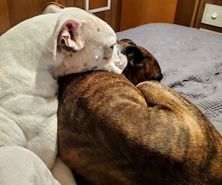 Prague Veterinary Clinic, Dr. Kolar