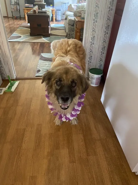 LS Veterinary Services PLLC Picture 2