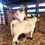 LS Veterinary Services PLLC