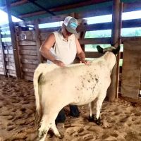 LS Veterinary Services PLLC ico