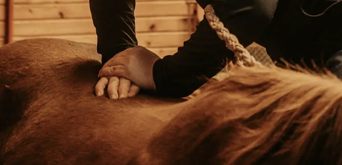 LS Veterinary Services PLLC Picture 4