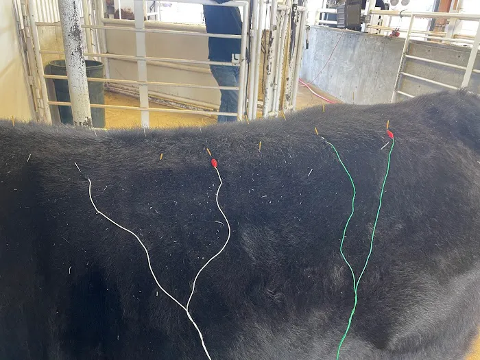 LS Veterinary Services PLLC Picture 8