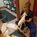 Perkins Veterinary Clinic