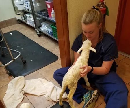 Perkins Veterinary Clinic