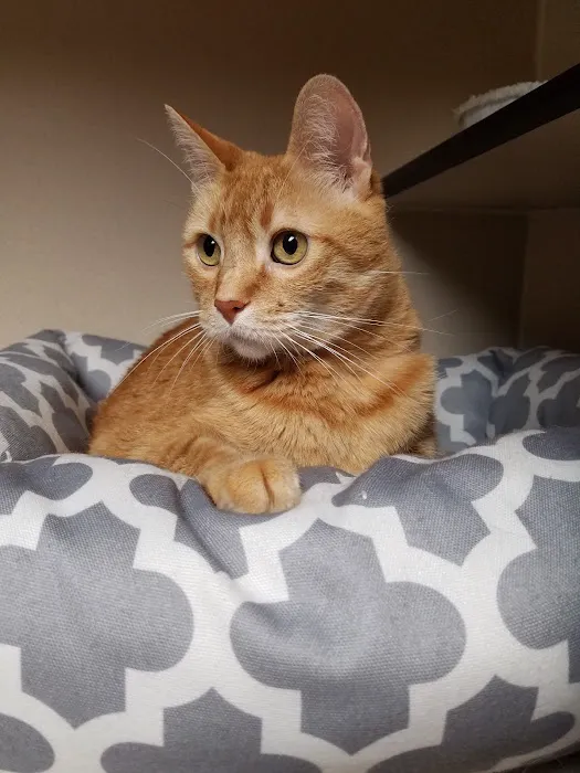 Perkins Veterinary Clinic Picture 10