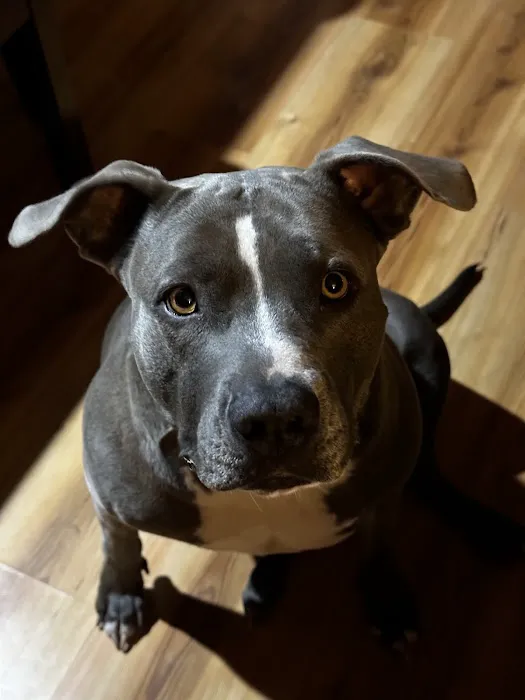 Benchmark Animal Hospital Picture 5