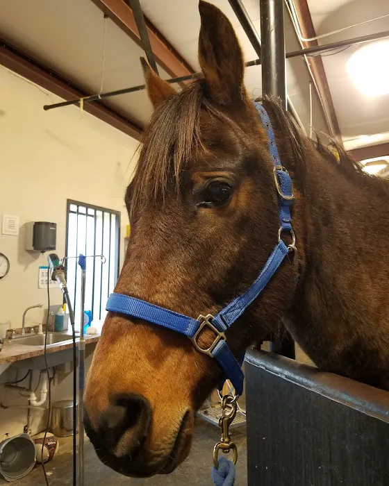 Benchmark Animal Hospital Picture 7