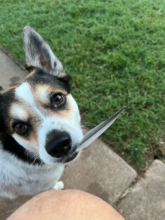 Perkins Road Pet Clinic Picture 3