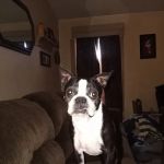 Perkins Road Pet Clinic