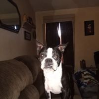 Perkins Road Pet Clinic ico