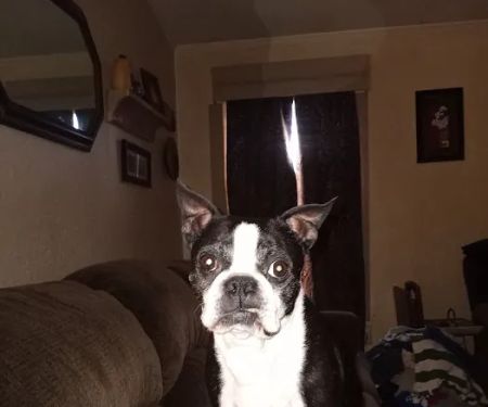 Perkins Road Pet Clinic