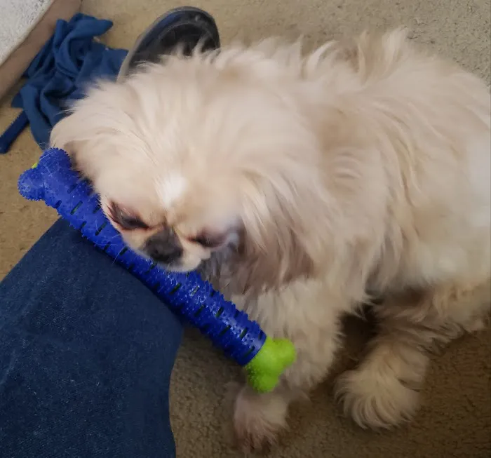 Perkins Road Pet Clinic Picture 4