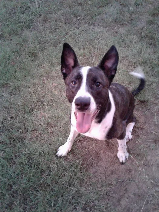 Perkins Road Pet Clinic Picture 5