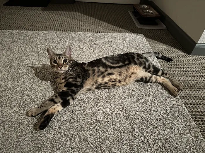 Perkins Road Pet Clinic Picture 9