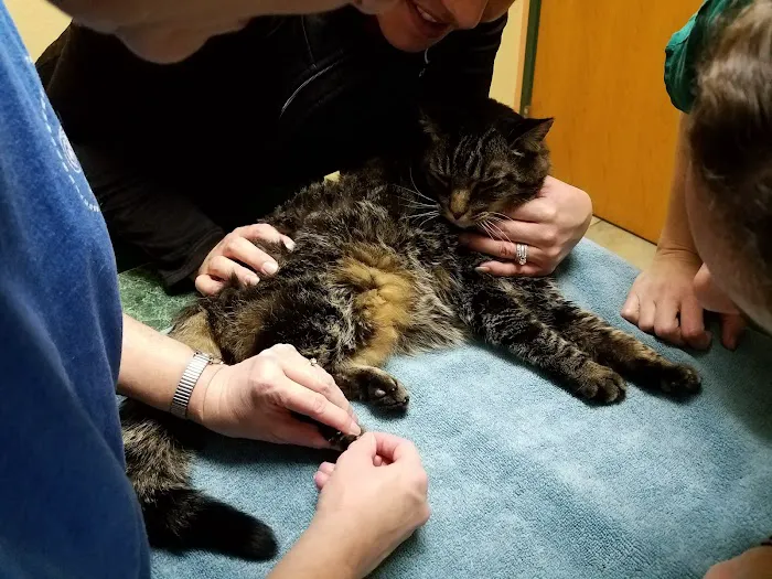 Perkins Road Pet Clinic Picture 10