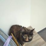 Vetco Total Care Animal Hospital