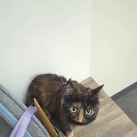 Vetco Total Care Animal Hospital ico