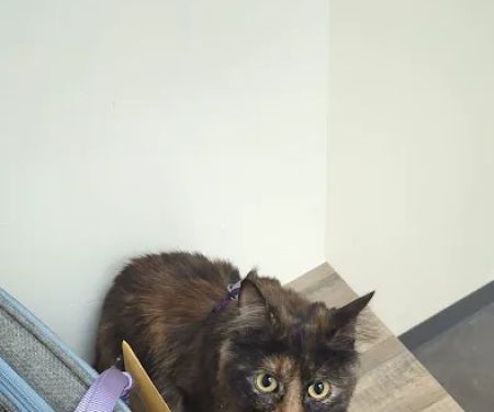 Vetco Total Care Animal Hospital