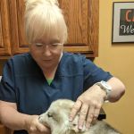 All Pets Veterinary Hospital