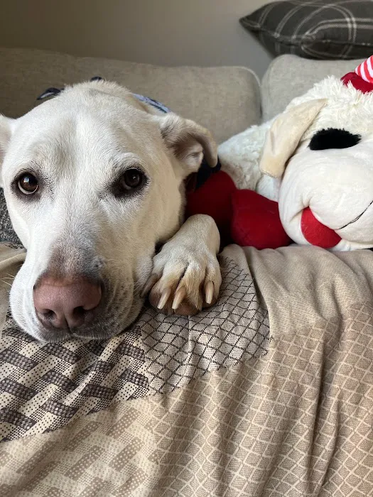 All Pets Veterinary Hospital Picture 5