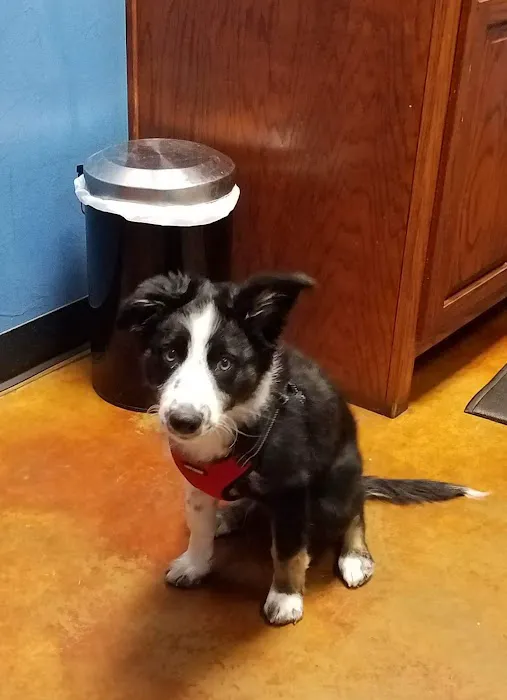 All Pets Veterinary Hospital Picture 2