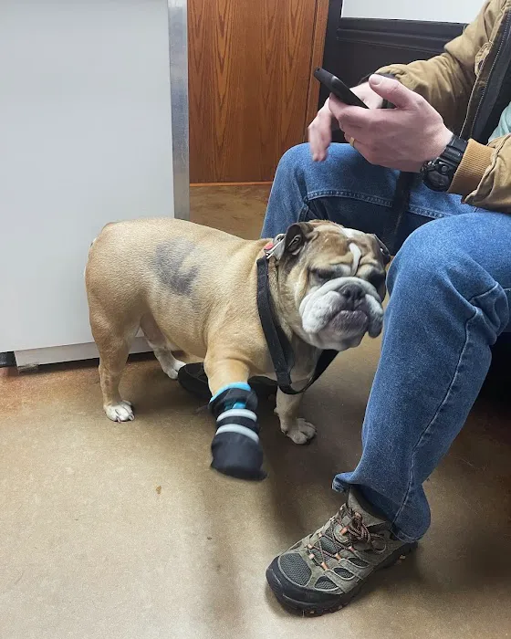 All Pets Veterinary Hospital Picture 3