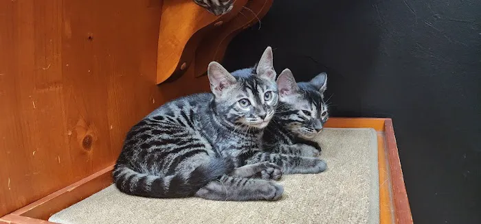 All Pets Veterinary Hospital Picture 6