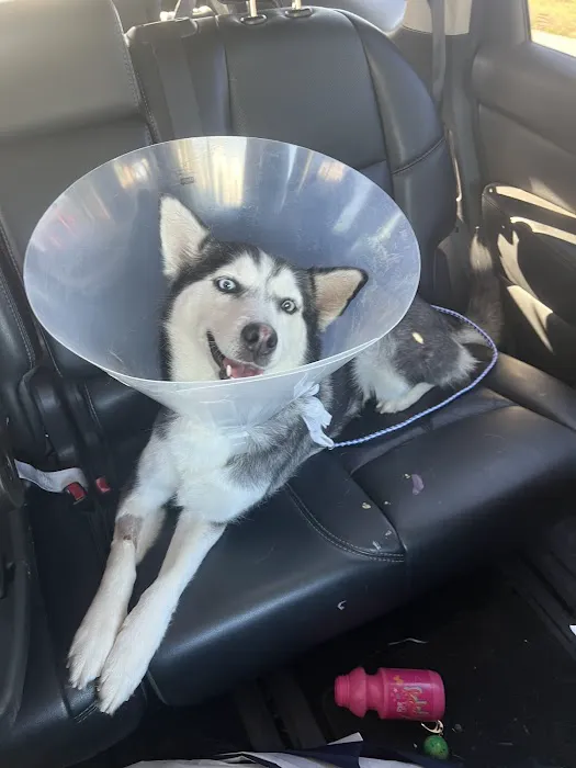 All Pets Veterinary Hospital Picture 4