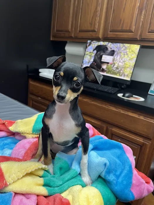 All Pets Veterinary Hospital Picture 9