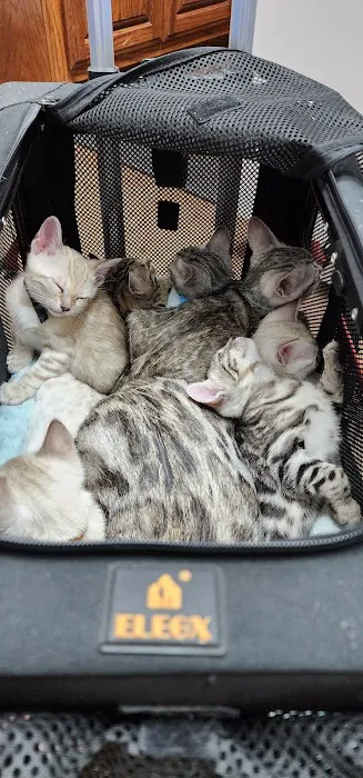 All Pets Veterinary Hospital Picture 8