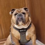 Town & Country Veterinary Clinic