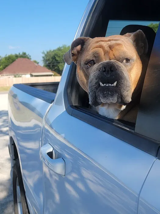 Town & Country Veterinary Clinic Picture 3