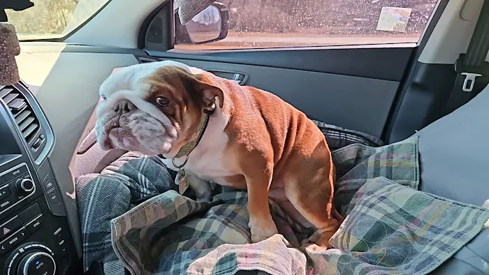 Town & Country Veterinary Clinic Picture 5