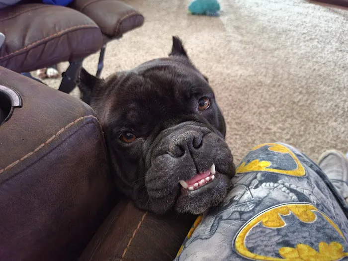 Town & Country Veterinary Clinic Picture 9