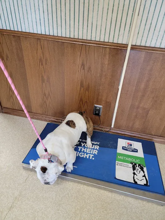 Town & Country Veterinary Clinic Picture 8