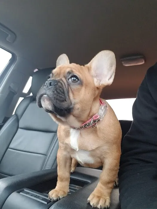 Town & Country Veterinary Clinic Picture 10