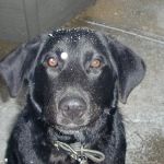 Seminole Veterinary Hospital