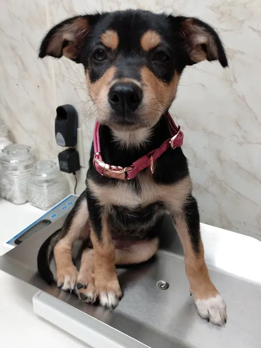 Seminole Veterinary Hospital Picture 2