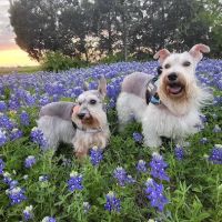 Northside Veterinary Hospital ico