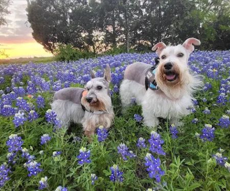 Northside Veterinary Hospital