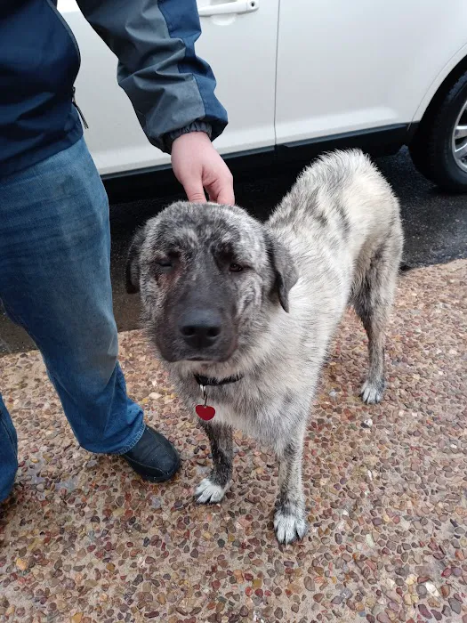 Northside Veterinary Hospital Picture 2