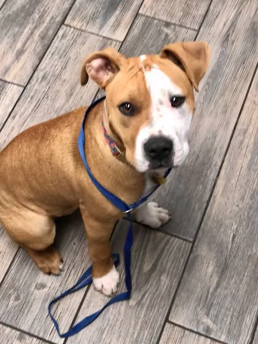 Northside Veterinary Hospital Picture 5