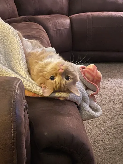 Northside Veterinary Hospital Picture 4