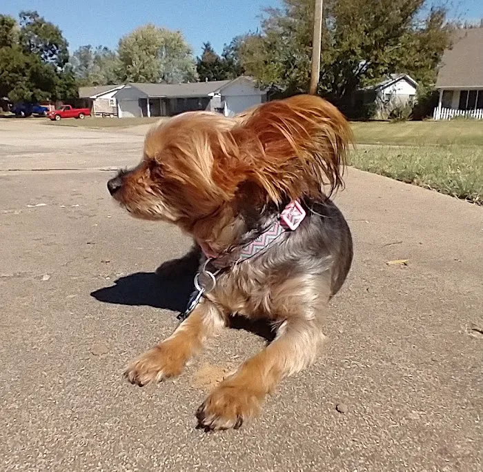 Northside Veterinary Hospital Picture 9
