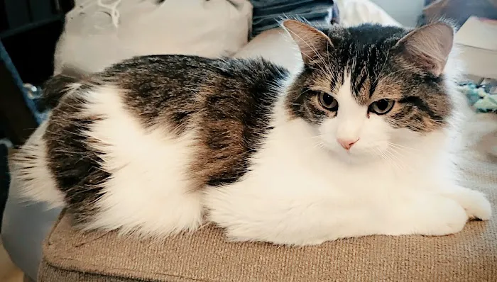 Northside Veterinary Hospital Picture 6