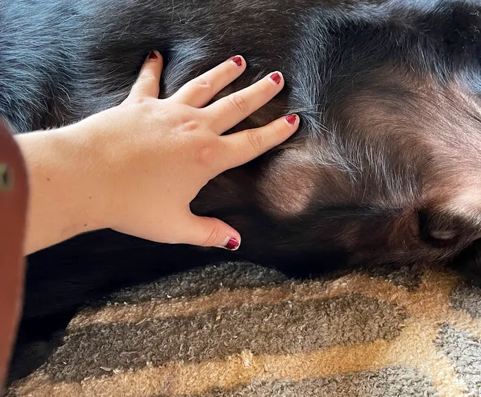 Northside Veterinary Hospital Picture 7