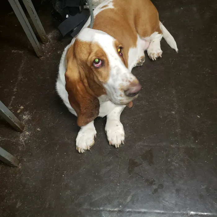 State Street Animal Hospital Picture 3