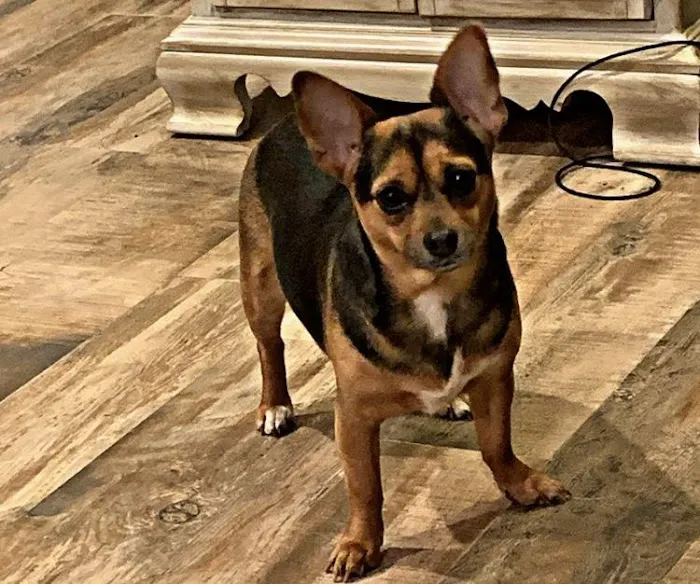 State Street Animal Hospital Picture 2