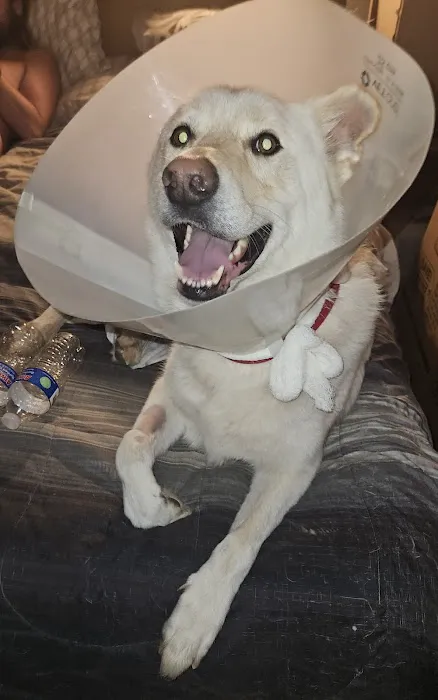 State Street Animal Hospital Picture 1